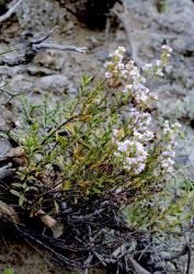 Veronica pentasepala. Habit of a flowering plant. Upcot Saddle, Marlborough.
 Image: P.J. Garnock-Jones © Te Papa CC-BY-NC 3.0 NZ